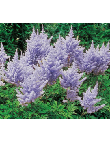 Wholesale Lavender Astilbe - 120 Stems Bulk | Florasource