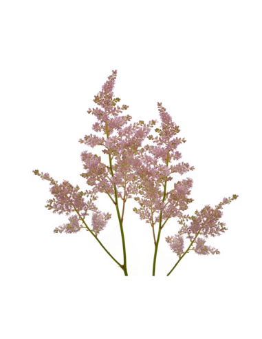 Wholesale Light Pink Astilbe - 120 Stems Bulk (65cm) | Florasource
