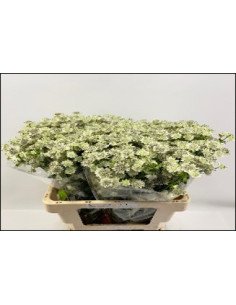 Astrantia Assorted 60cm 64 stems 2