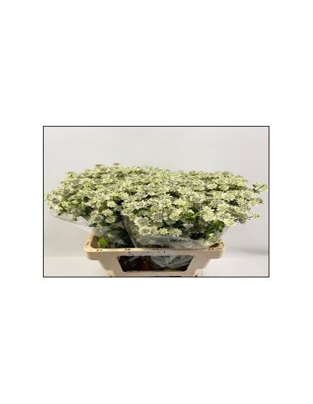 Astrantia Assorted 60cm 64 stems