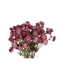 Wholesale Astrantia Burgundy - 64 Stems Bulk | Florasource
