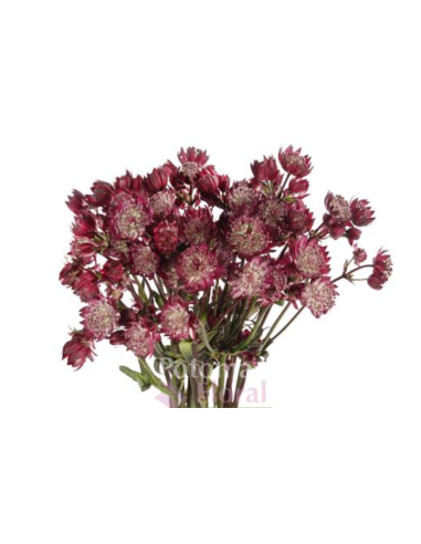 Wholesale Astrantia Burgundy - 64 Stems Bulk | Florasource