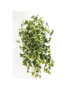 Ivy 2