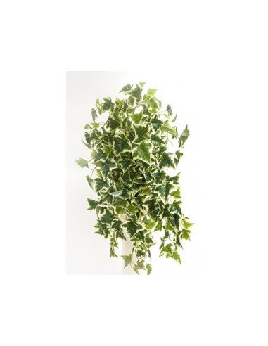 Ivy Ivy
