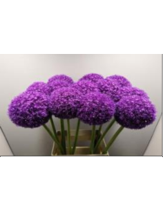 Allium Ambassador 90cm 40 stems
