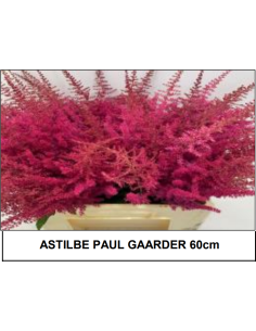 Wholesale Astilbe Paul Gaarder Red - 100 Stems | Florasource