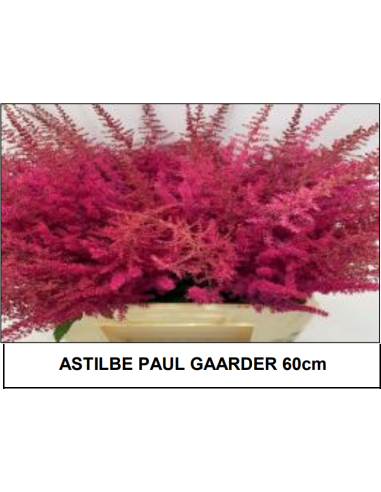 Astilbe Paul Gaarder RED ish 60cm 50 /  100 stems