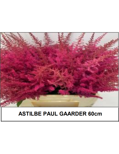 Astilbe Paul Gaarder RED ish 60cm 50 /  100 stems