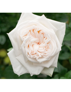Garden Rose White Ohara 48 stems