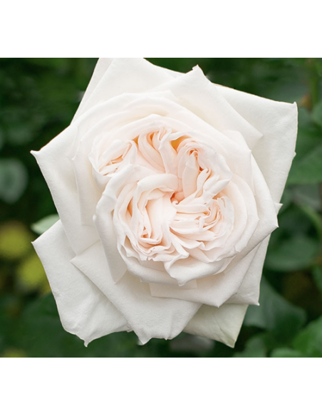 Garden Rose White Ohara 24 / 36 / 48 stems