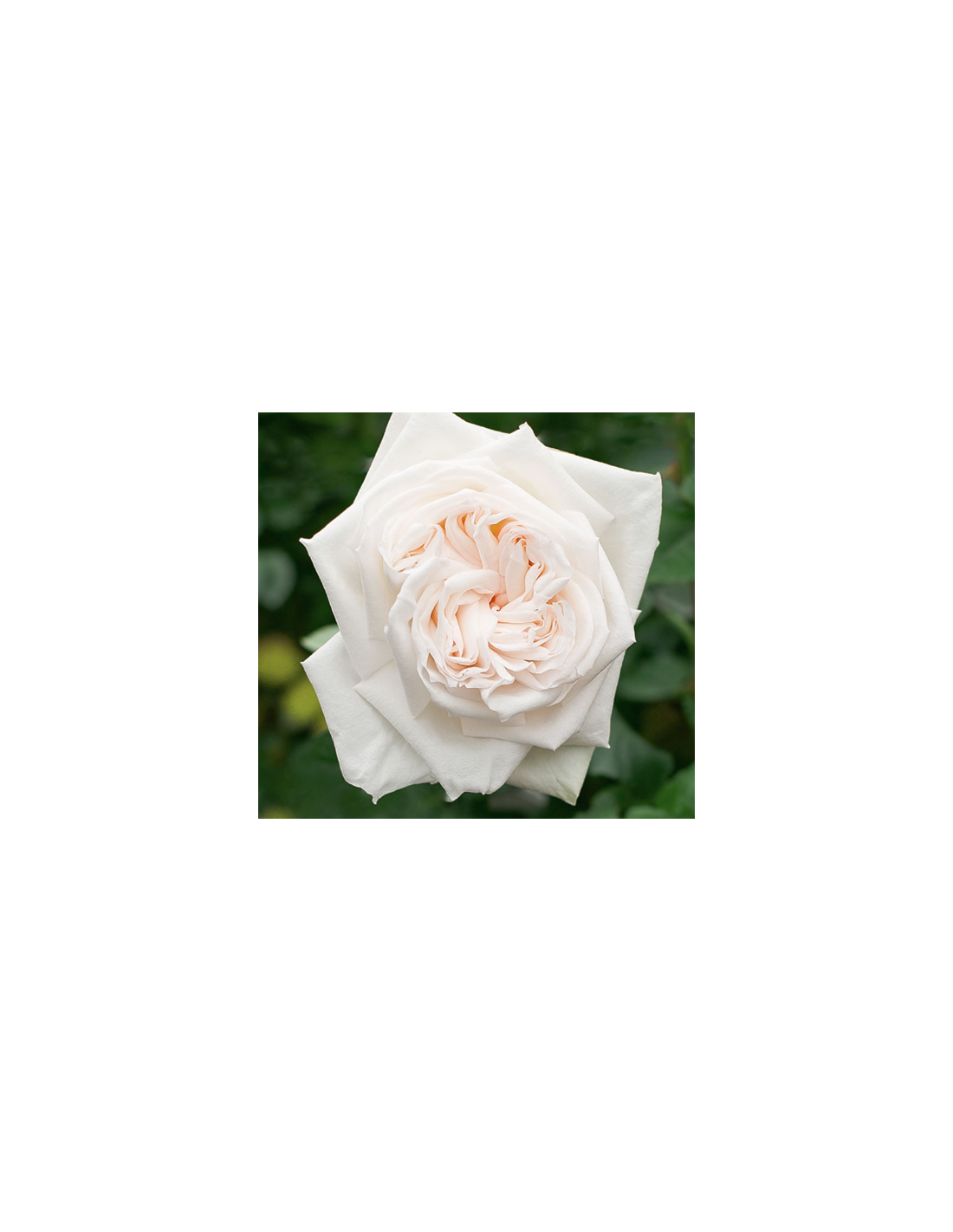 White Ohara Garden Rose