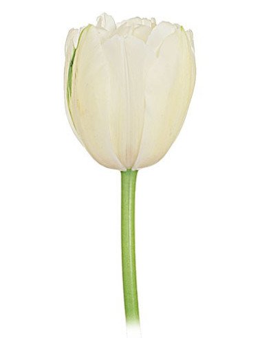 Super Fancy Tulips Assorted By the Box Super Fancy Tulips Assorted By the Box