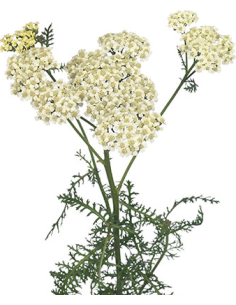Cottage Yarrow Cream 50 stems
