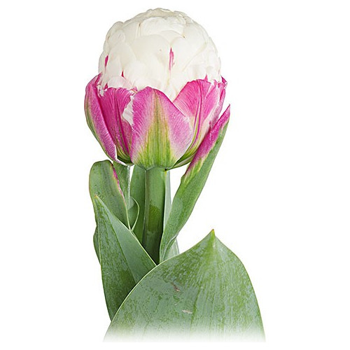Super Fancy Tulips Assorted By the Box 12 bunches