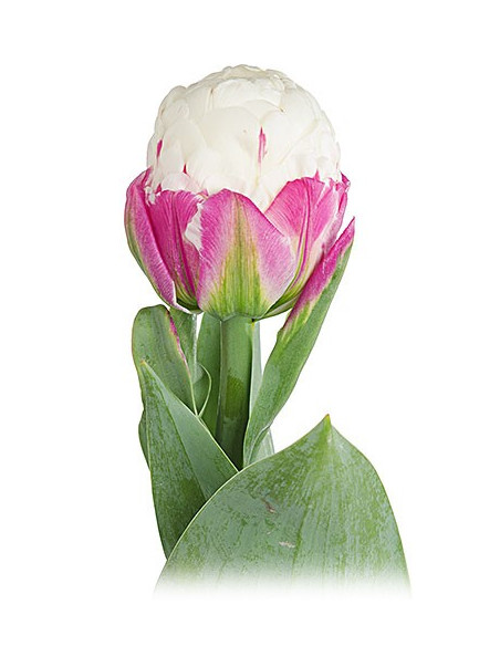 Super Fancy Tulips Assorted By the Box