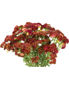 Cottage Yarrow Red 50 stems