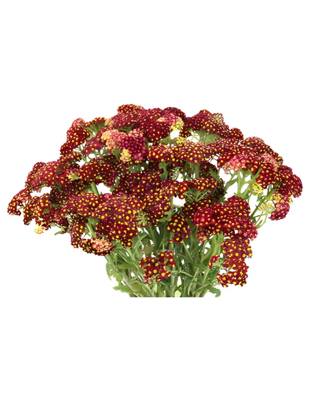 Cottage Yarrow Red 50 stems