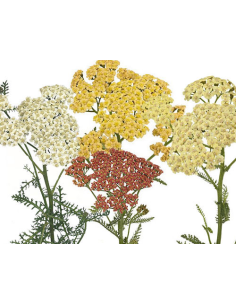 Cottage Yarrow Assorted 50 stems 2