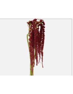 Amaranthus Hanging assorted 10 bunches