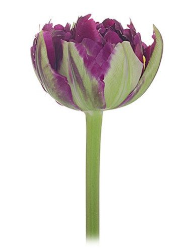 Super Fancy Tulips Assorted By the Box Super Fancy Tulips Assorted By the Box