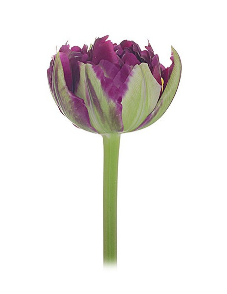 Super Fancy Tulips Assorted By the Box