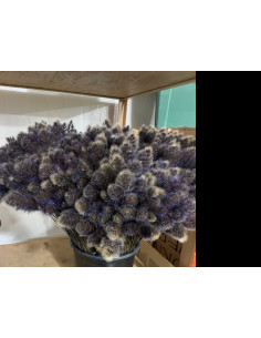 Bunny Tail Tinted Purple 100 stems