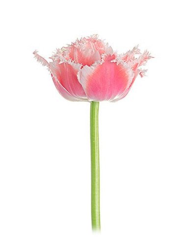 Super Fancy Tulips Assorted By the Box Super Fancy Tulips Assorted By the Box