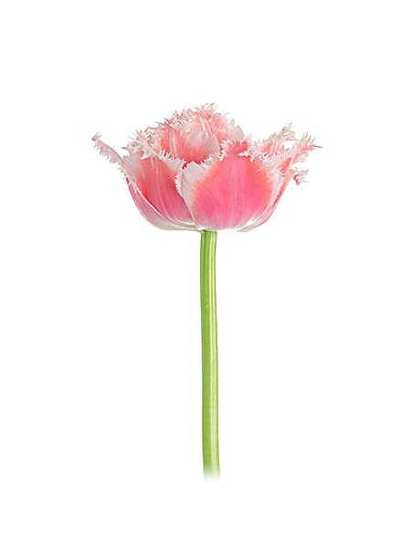 Super Fancy Tulips Assorted By the Box