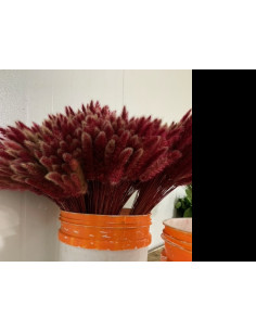 Bunny Tail Tinted Red 100 stems