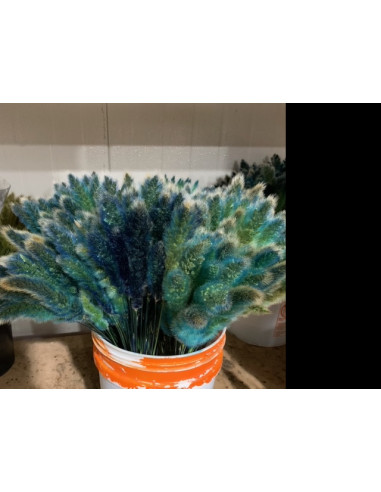 Bunny Tail Tinted Blue 100 stems
