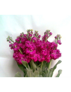 Stock Fuschia