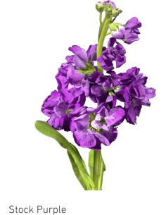 Stock Purple 50 stems
