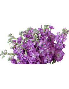 Stock Mid Blue Lavender ish 50 stems