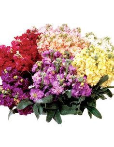 Stock Assorted Box 6 Bunches