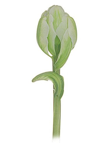 Super Fancy Tulips Assorted By the Box Super Fancy Tulips Assorted By the Box