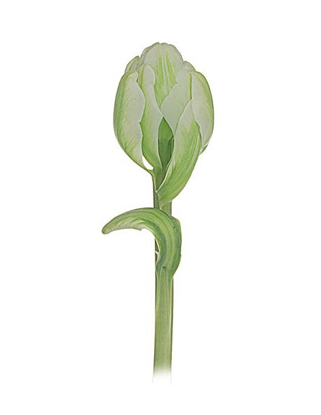 Super Fancy Tulips Assorted By the Box