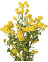 Fever Few Yellow Button 6 / 12 buttons