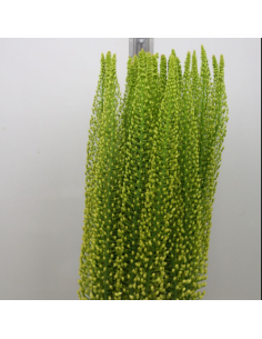 Yellow Eremurus 70 cm – 30 Stems | Wholesale Line Flower