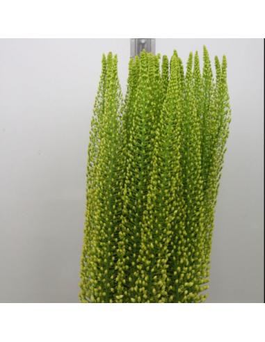 Yellow Eremurus 70 cm – 30 Stems | Wholesale Line Flower