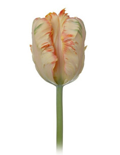 Fancy Tulips Assorted By the Box