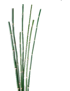 Horse Bear Combo Mixed Box 40 bunches