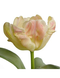 Fancy Tulips Assorted By the Box 2