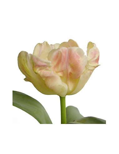 Fancy Tulips Assorted By the Box Fancy Tulips Assorted By the Box