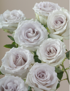 Earl Grey Lavender Rose 50 / 100 / 200 stems