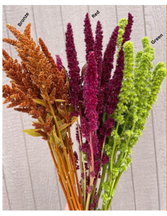 Amaranthus Upright Green 10 bunches BULK BOX