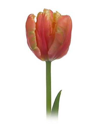 Fancy Tulips Assorted By the Box Fancy Tulips Assorted By the Box
