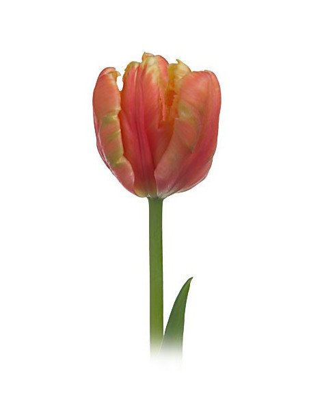 Fancy Tulips Assorted By the Box