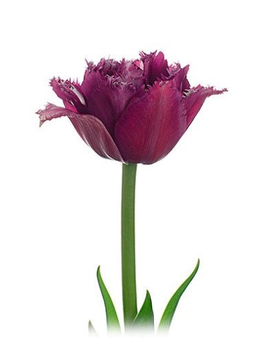 Fancy Tulips Assorted By the Box Fancy Tulips Assorted By the Box
