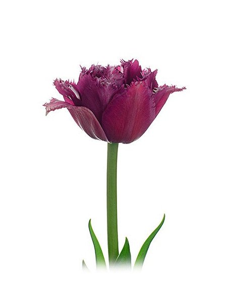 Fancy Tulips Assorted By the Box