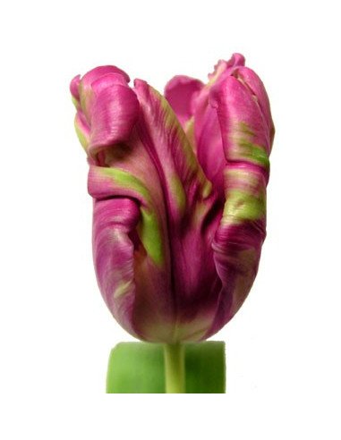 Fancy Tulips Assorted By the Box Fancy Tulips Assorted By the Box